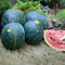 Front view of Moon and Stars Watermelon showing dark rind with golden star-like spots and sliced red flesh on grass background