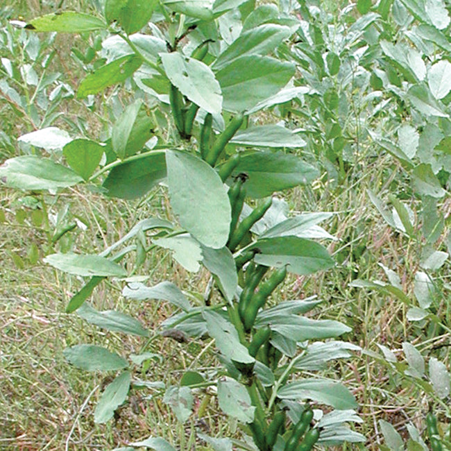 Close-up of small fava bean plant showcasing erect stems and pinnate leaves with garden soil background