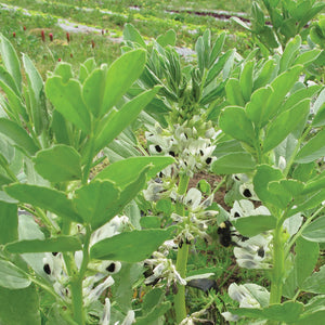 Close-up of small fava bean plants showcasing dense green foliage and white pea-like flowers with a blurred garden background