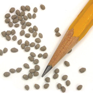 Close-up of Berseem clover seeds with a pencil for scale on white background