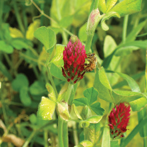 Close-up of crimson clover (Trifolium incarnatum) flower with a bee feeding among green leaves