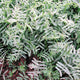 Close-up of hairy vetch plants showing compound pinnate leaves and dew-covered foliage over soil