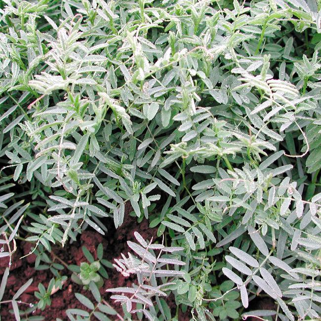 Close-up of hairy vetch plants showing compound pinnate leaves and dew-covered foliage over soil