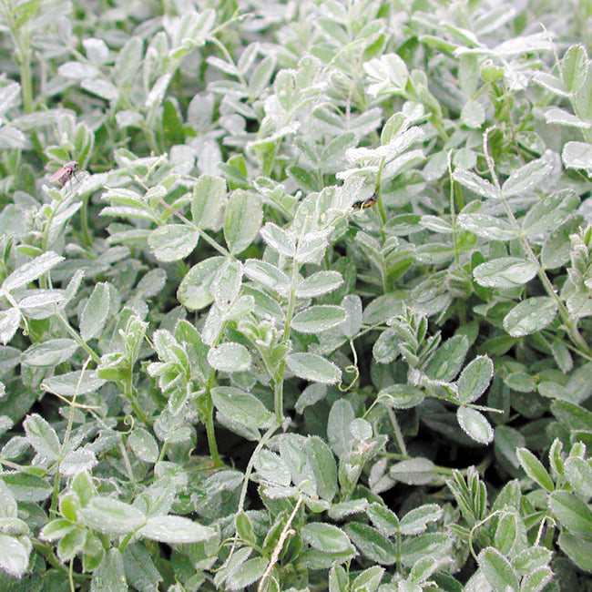 Close-up of Common vetch plants showing pinnate leaflets, small tendrils, and dew on a dense green groundcover