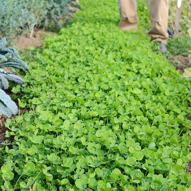 Close-up of New Zealand white clover plants showcasing dense low-growing 8-inch perennial groundcover with green trifoliate leaves