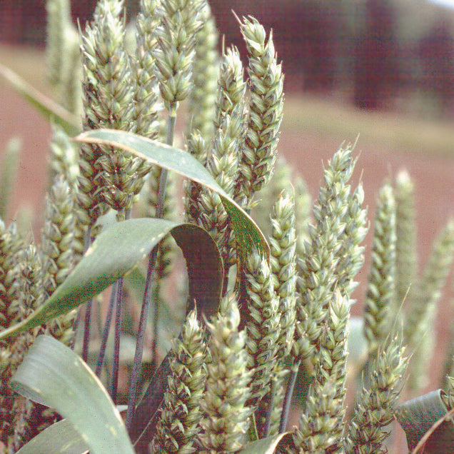 Close-up of winter wheat heads showing green grain spikes in a field
