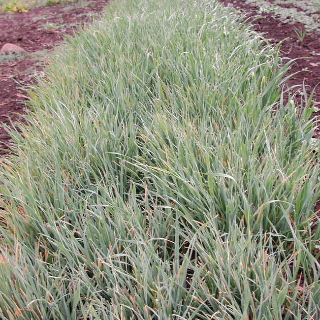 Close-up of oat plants (Avena sativa) showing dense green cover-crop growth in a garden bed