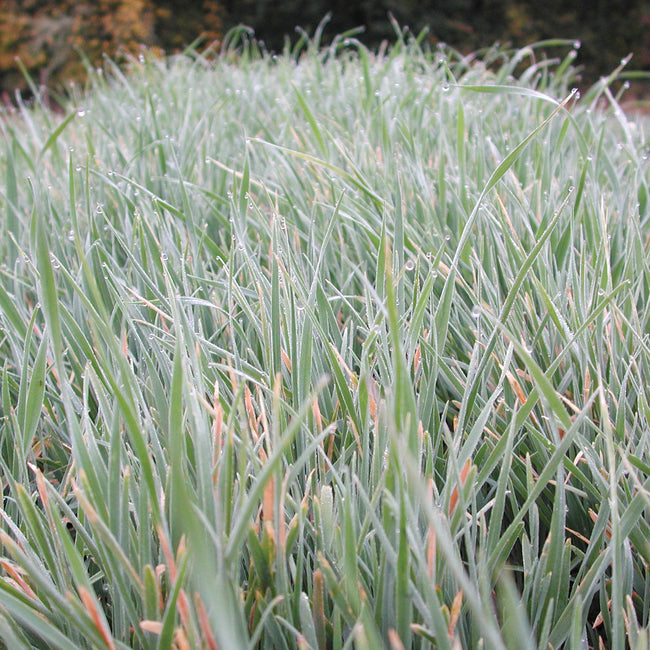 Close-up of oats seed plants showcasing dense grassy foliage and emerging seed heads on a blurred background