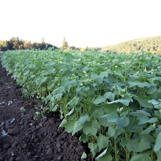Field-level view of buckwheat plants showing dense green foliage and small white flowers with tilled soil in the foreground
