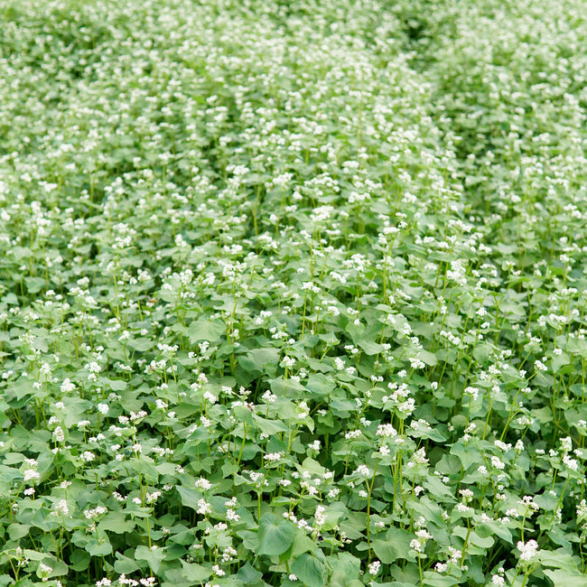 Close-up of buckwheat plants showcasing dense white flower clusters with green foliage