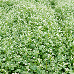 Close-up of buckwheat plants showcasing dense white flower clusters with green foliage