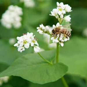 Close-up of buckwheat plant showing clusters of small white flowers and triangular green leaves on a blurred garden background