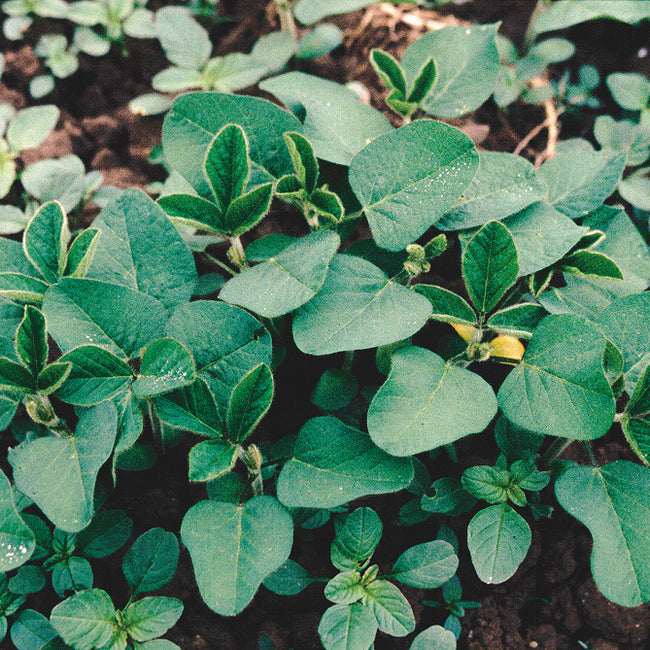Close-up of soybean plants showcasing green trifoliate leaves and developing pods with soil background