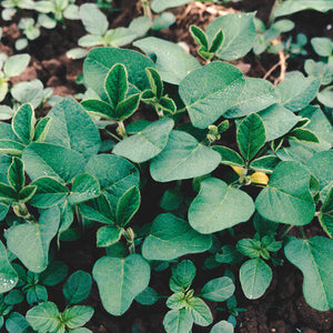 Close-up of soybean plants showcasing green trifoliate leaves and developing pods with soil background