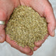 ANNUAL RYE GRASS-RYE