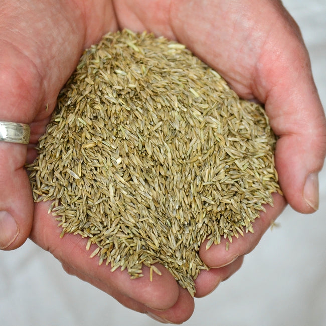 ANNUAL RYE GRASS-RYE