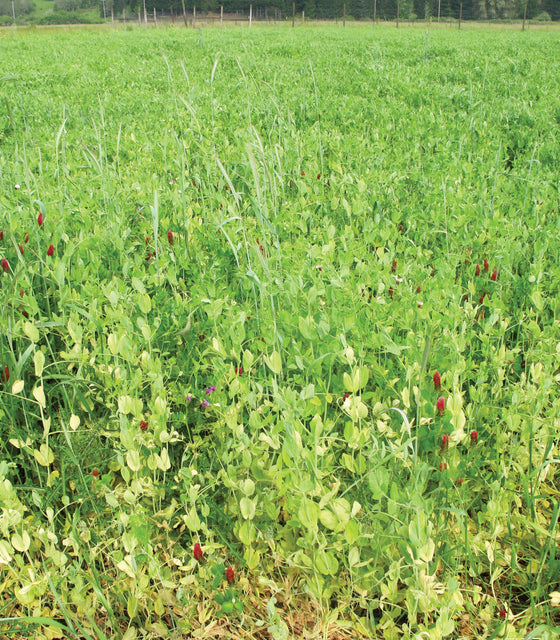 TSC'S FALL MIX-COVER CROP