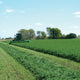 Tractor cutting Vernal Summer alfalfa in a lush green field under a blue sky