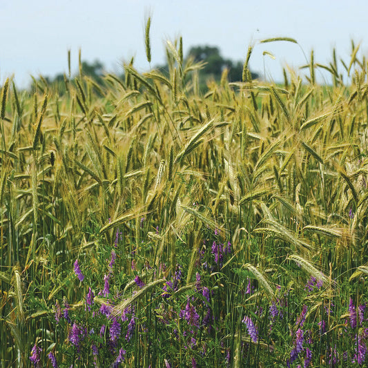 Close-up of winter rye field showing golden seed heads with purple wildflowers in the foreground