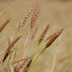 Close-up of Red Fife wheat heads showcasing ripe golden seed heads in a sunlit field