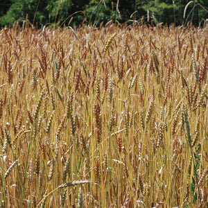 Close-up of Red Fife wheat field showcasing mature reddish-golden seed heads and tall stems in sunlight