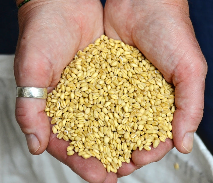 Close-up of Yamhill soft white winter wheat seeds showing pale golden kernels on a white background