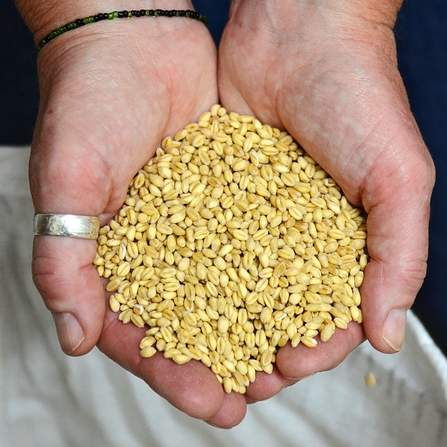 Close-up of Yamhill soft white winter wheat seeds showing pale golden kernels on a white background