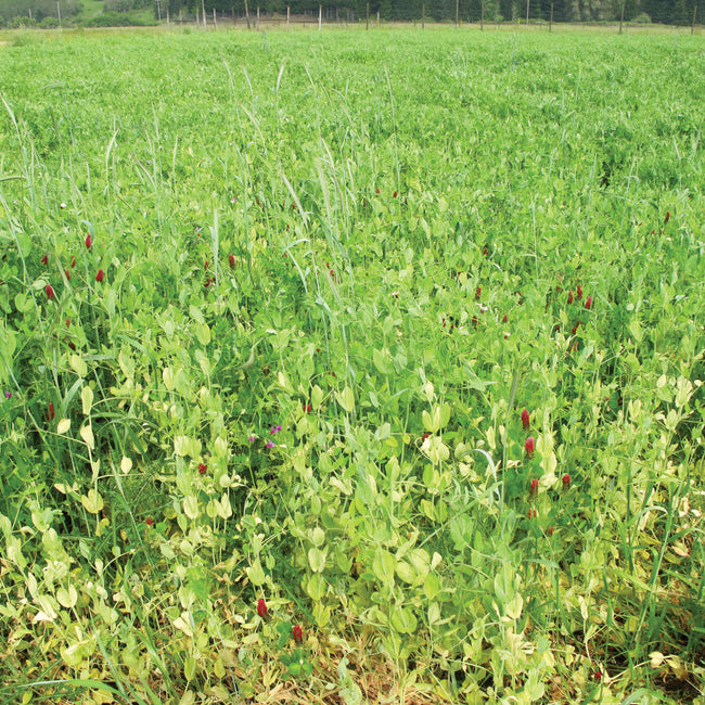 Spring cover crop of Austrian field peas, oats, and hairy vetch growing densely in a green field