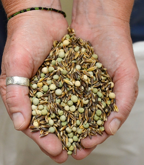 LONDON SPRING'S OG EASY PEAS & OAT BLEND-COVER CROP
