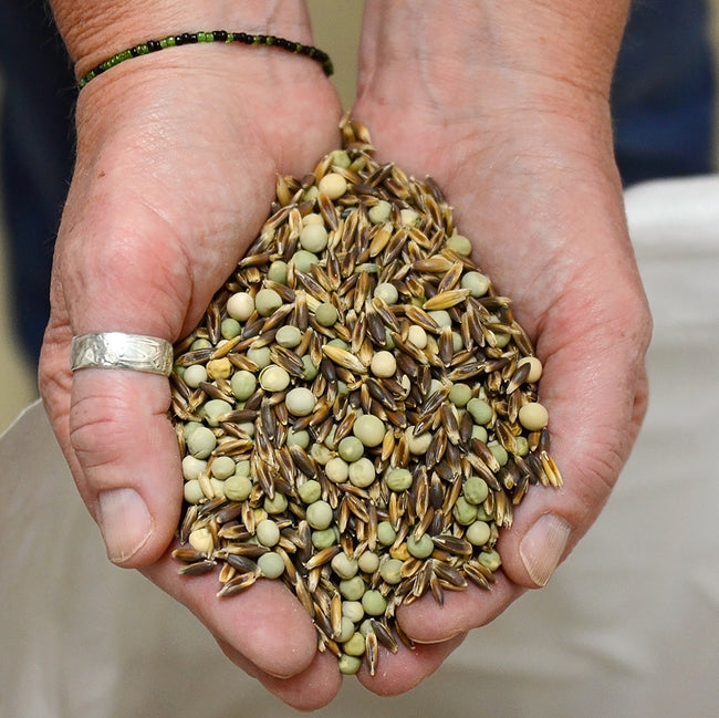 LONDON SPRING'S OG EASY PEAS & OAT BLEND-COVER CROP