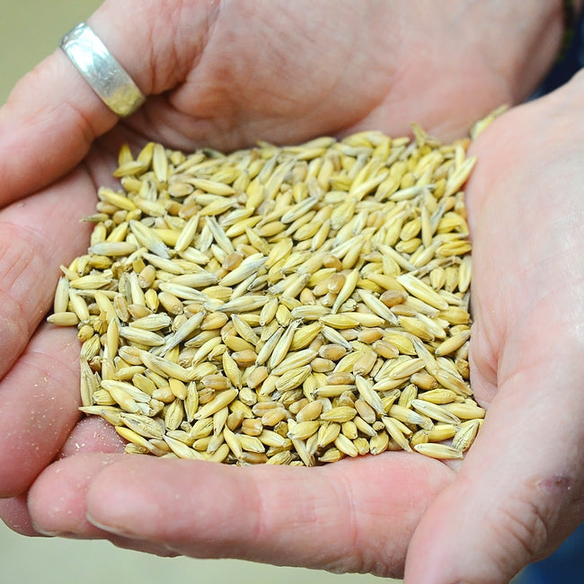 Close-up of hands holding Succotash cover crop seed mix showing oats, barley, and spring wheat kernels