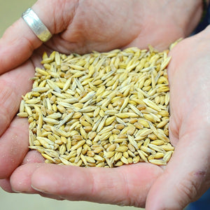 Close-up of hands holding Succotash cover crop seed mix showing oats, barley, and spring wheat kernels