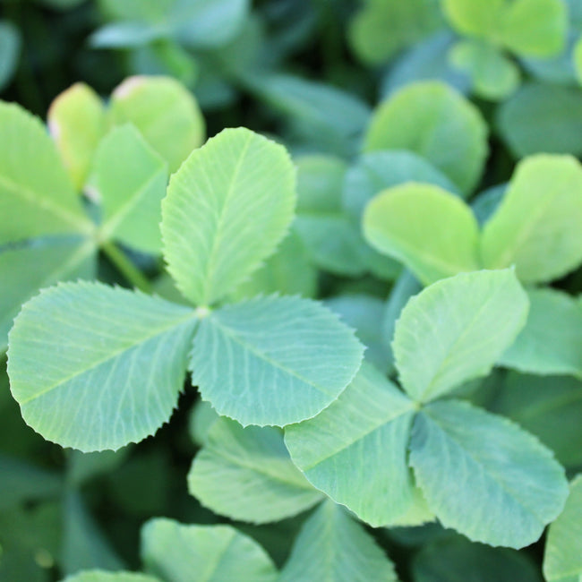 Close-up of Fixation Balansa clover leaves showing bright green trifoliate foliage