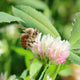 Close-up of Fixation Balansa clover showing pink-white flower head against green foliage