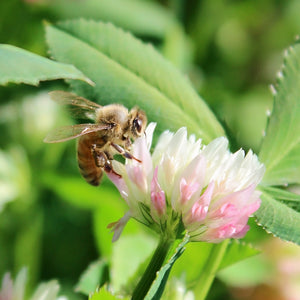 Close-up of Fixation Balansa clover showing pink-white flower head against green foliage