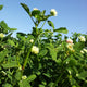 Close-up of Fixation Balansa clover showing green trifoliate leaves and small white flowers against a blurred field background