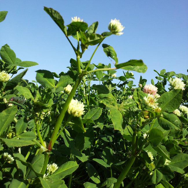 Close-up of Fixation Balansa clover showing green trifoliate leaves and small white flowers against a blurred field background