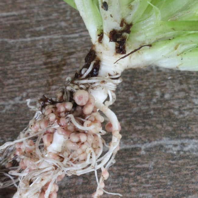 Close-up of Fixation Balansa clover roots showing pink nitrogen-fixing root nodules on a wooden surface