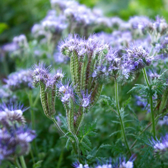 Close-up of Lacy Phacelia flowers showcasing blue-lavender clustered blooms and ferny green foliage with blurred garden background