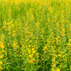 Close-up of Sunn Hemp cover crop plants showcasing dense yellow flowers in a sunlit field