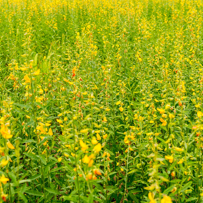 Close-up of Sunn Hemp cover crop plants showcasing dense yellow flowers in a sunlit field
