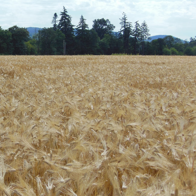 Wide view of Streaker barley field showcasing golden naked hullless 6-row heads with trees and hills in background