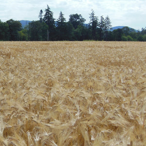 Wide view of Streaker barley field showcasing golden naked hullless 6-row heads with trees and hills in background