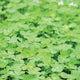 Close-up of Microclover cover crop showcasing dense, low-growing three-leaf foliage forming a bright green groundcover