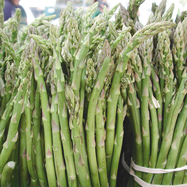 JERSEY KNIGHT-ASPARAGUS