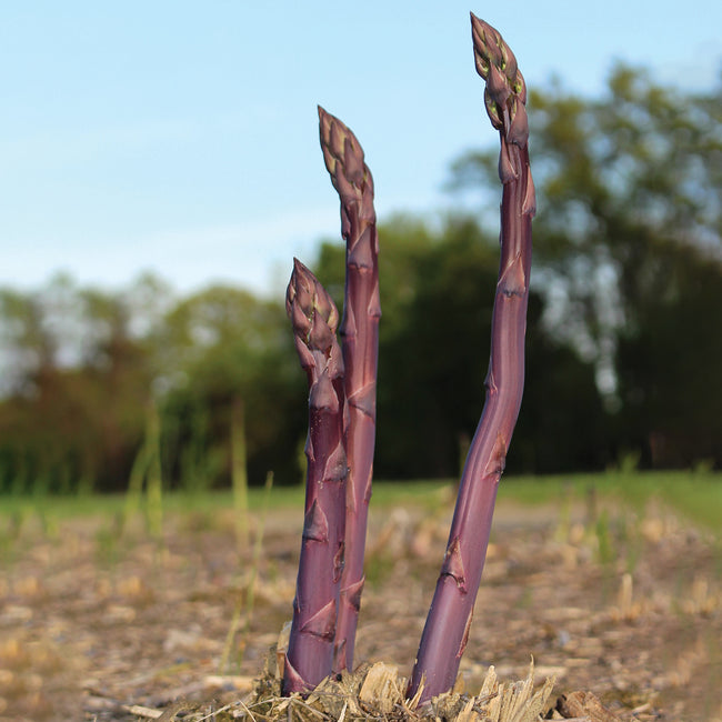 Close-up of Purple Passion Asparagus crowns showing purple spears emerging from soil with blurred field background