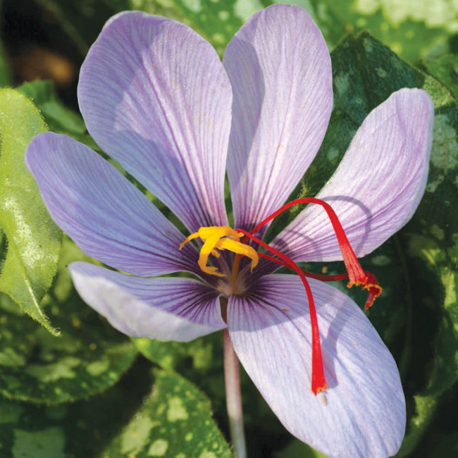 Close-up of Saffron crocus flower showing crimson stigmas on lilac-purple petals with blurred green background