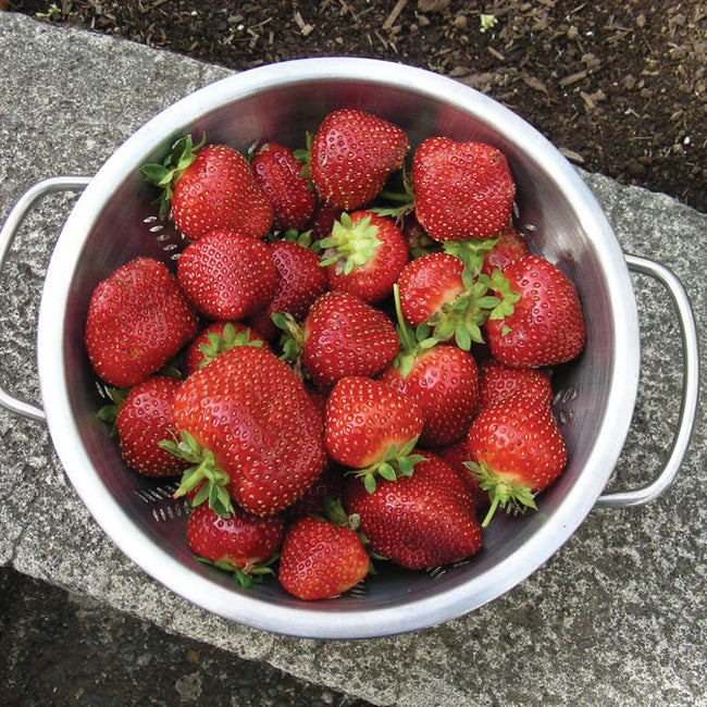 SEASCAPE STRAWBERRY
