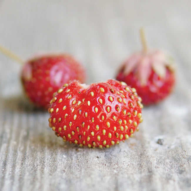 Close-up of Marshall strawberry showing heart-shaped red fruit with yellow seeds on a weathered wood surface