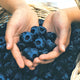 CHANDLER-BLUEBERRY